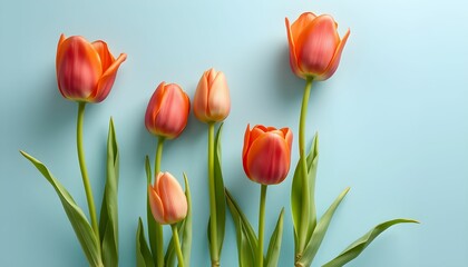 Obraz premium bouquet of tulips