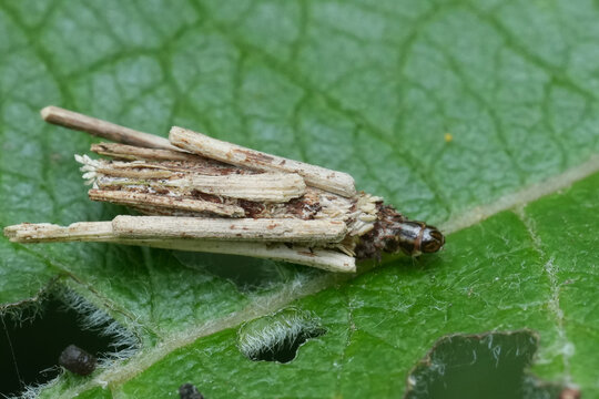 Closeup on a caterpillar of a bagworm moth Psyche casta camouflaged with twigs and leaves