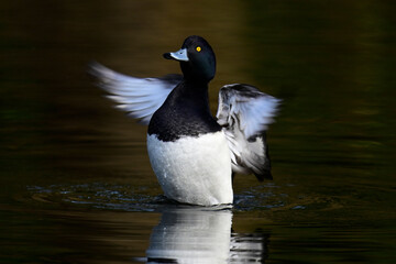 Tufted duck - male // Reiherente - Männchen (Aythya fuligula) 