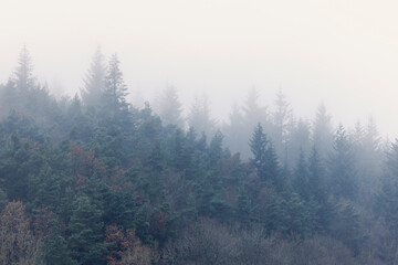 Ethereal mist rolling over a lush evergreen forest, softening the outlines of towering pines and creating a tranquil, cinematic woodland landscape with an atmospheric mood 