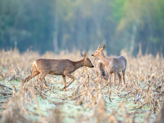Roe deers in moult walking, observing and eating among the corn stubble in a field. Capreolus capreolus, zea mays, Sologne, Loiret 45, région Centre-Val-de-Loire, France, European Union, Europe