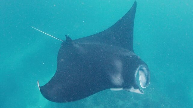 The giant oceanic manta ray, giant manta ray or oceanic manta ray, Mobula birostris swims in the ocean