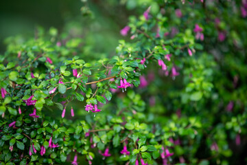 Fuchsia microphylla (small leaf fuchsia or small-leaved fuchsia) growing in a wildlife sanctuary.