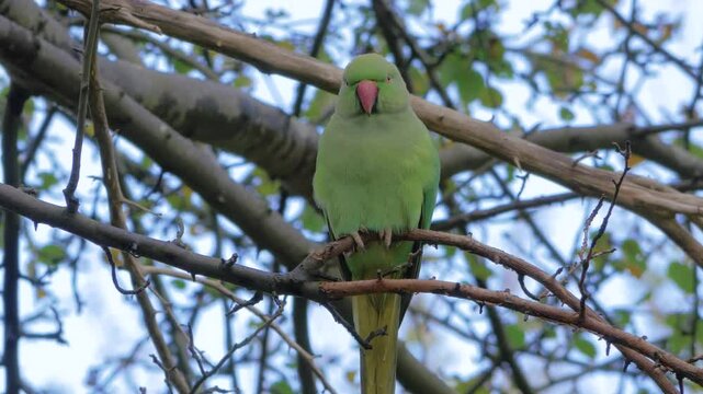 rose-ringed parakeet aka ring-necked parakeet (Psittacula krameri) perched in tree, bright green feathers, red beak