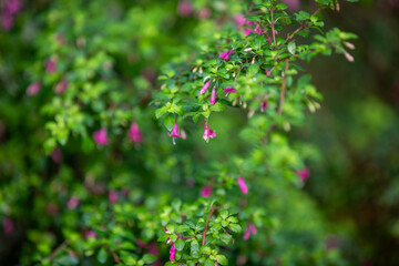 Obraz premium Fuchsia microphylla (small leaf fuchsia or small-leaved fuchsia) growing in a wildlife sanctuary.