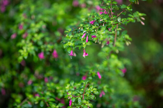 Fuchsia microphylla (small leaf fuchsia or small-leaved fuchsia) growing in a wildlife sanctuary.