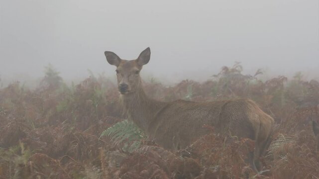 Red deer doe (Cervus elaphus) and calf amongst foggy bracken fern, doe looks at camera