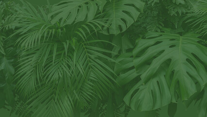 green leaves background, green backdrop