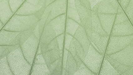 green leaves background, green backdrop