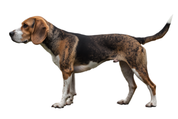 Beagle dog isolated on white or transparent background