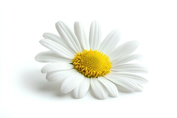 a daisy  isolated on white background