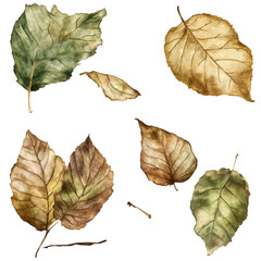 Fototapeta premium leaf, Image Matting, Transparent background