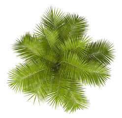 Single palm Tree isolated on white background. Ravenea hildebrandtii. big palm tree with green...