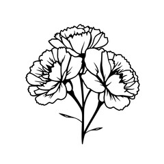 Elegant Line Art Carnation Flowers: Black and White Botanical Illustration