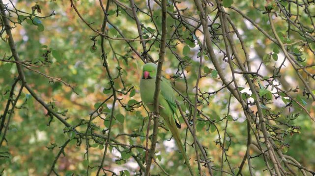 rose-ringed parakeet aka ring-necked parakeet (Psittacula krameri) perched in tree, autumn trees in background