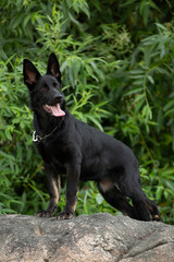 bi-color german shepherd