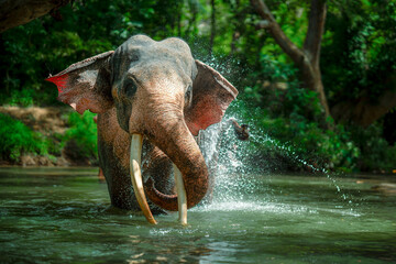 Majestic elephant bathing in a river, wildlife photography, nature, tusks, jungle, water splash,...