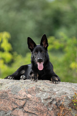 German Shepherd, puppy, dog, beautiful, gsd, working dog, animal, pet, german, breed, dogs