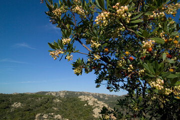 ripe colorful flowers of Arbutus unedo, strawberry tree, evergreen shrub or small tree in the family Ericaceae, native to Mediterranean region. Sardinia, Italy