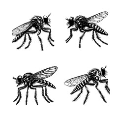 robber fly