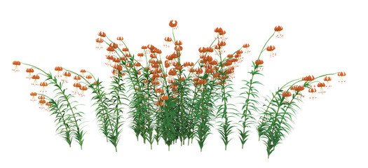 A group of Turk's cap lily orange flowers, Lilium superbum. 3D illustration on isolated background. 