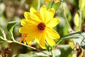A close view on the bright yellow wildflower in the field.