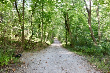 The long empty trail in the forest on a summer day.