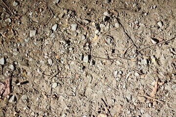 A close view of the hard dirt ground surface.