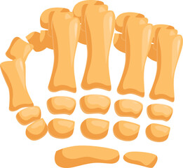 Foot bones anatomy showing metatarsals, tarsals, and phalanges forming the skeletal structure of the foot