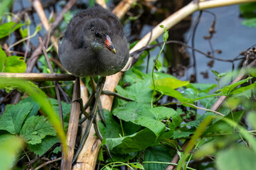 close up portrait of a young moorhen chick 