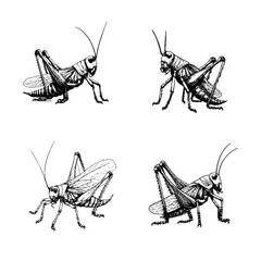 katydid