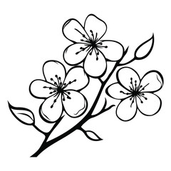 Cherry Blossom vector illustration on white background