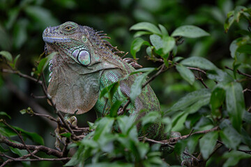 Green Iguana in Costa Rica