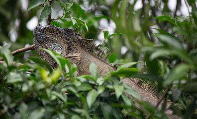 Green Iguana in Costa Rica
