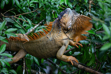 Green Iguana in Costa Rica