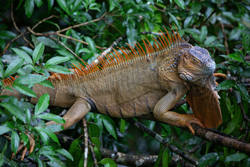 Green Iguana in Costa Rica