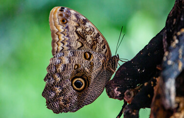 Owl butterfly