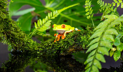 Red eyed tree frog in the pond