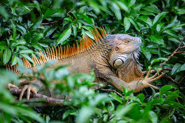 Naklejka premium Green Iguana in Costa Rica