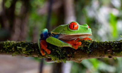 Red eyed tree frog in the pond