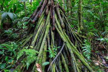Cloud forest in Costa Rica