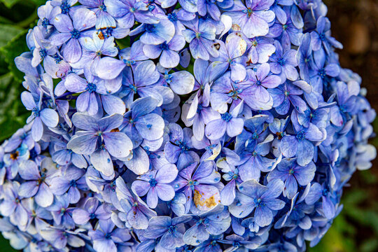 blue hydrangea flower - Powered by Adobe