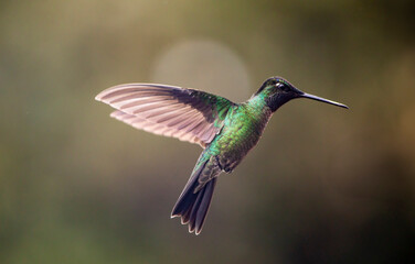 Fototapeta premium hummingbird in flight