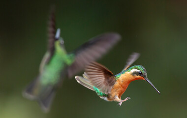 hummingbird in flight