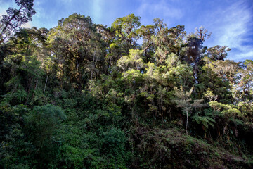 Rain forest in Costa Rica