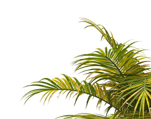 palm Tree Leaves isolated on transparent background. Ravenea hildebrandtii. palm tree with green leaves on transparent background. Isolated palm tree on white background. cutout palm tree leaves PNG.