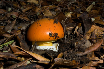 Good ovolo, Royal agaric (Amanita caesarea). Close up of an Amanita Caesarea Mushroom, aka Caesars Mushroom in autumn forest with green grass and fallen leaves Monte Limbara. Temple, Sardinia. Italy.