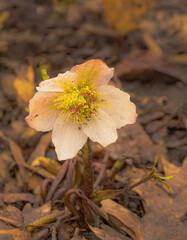 Helleborus niger (Christmas Rose)