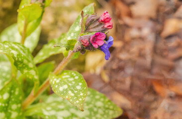 Lungwort (Pulmonaria affins)