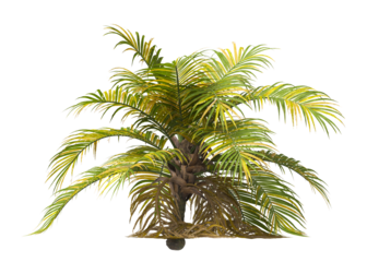 Single palm Tree isolated on white background. Ravenea hildebrandtii. big palm tree with green leaves on white background. Isolated palm tree on white background. side view of cutout palm tree leaves.